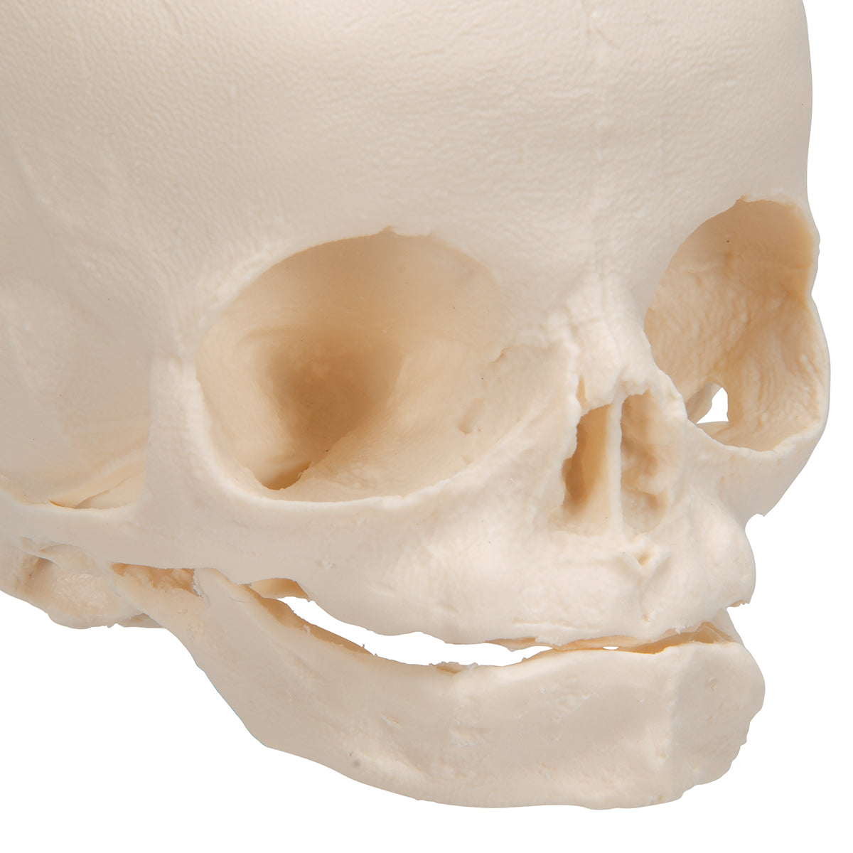 Fetal Skull Model, Natural Cast, 30th week of Pregnancy, on Stand - 3B Scientific A26, view 13