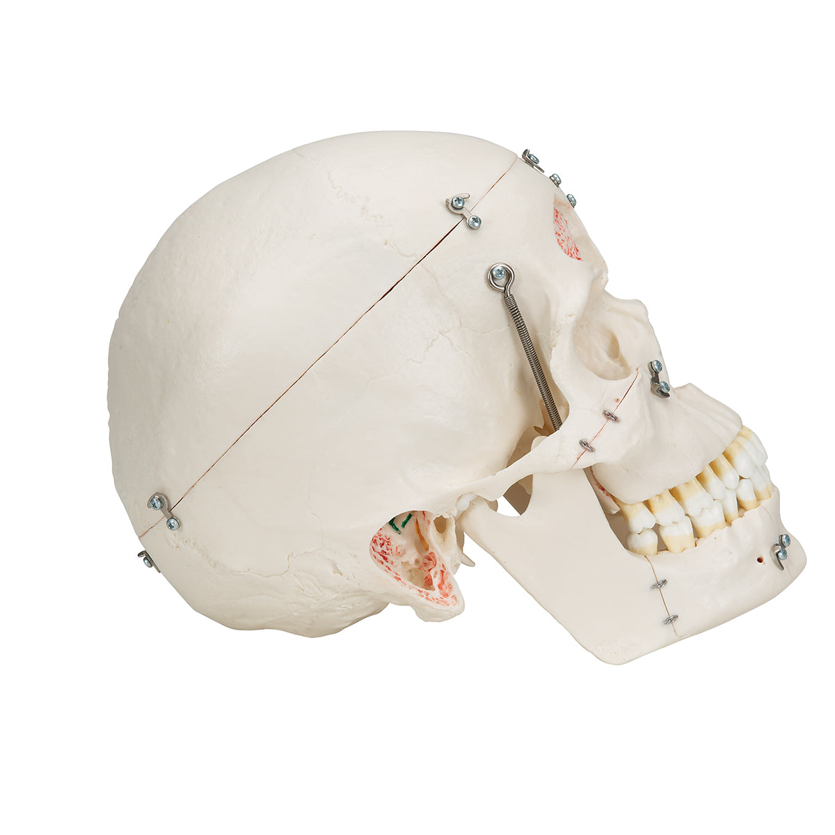 Deluxe Human Demonstration Dental Skull Model, 10 part - 3B Scientific A27, view 2