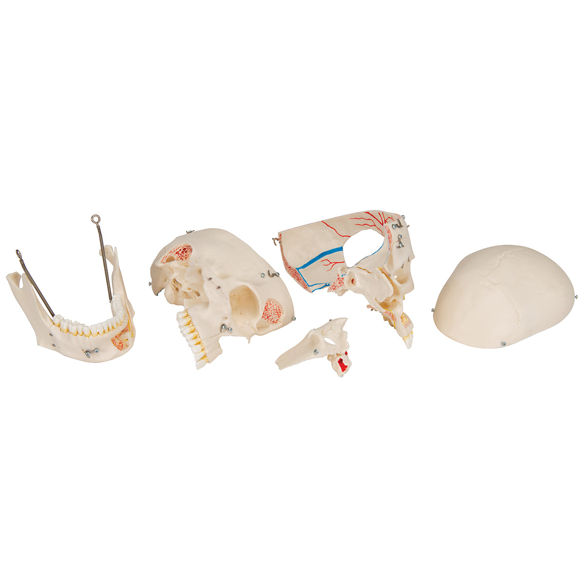 Deluxe Human Demonstration Dental Skull Model, 10 part - 3B Scientific A27, view 3