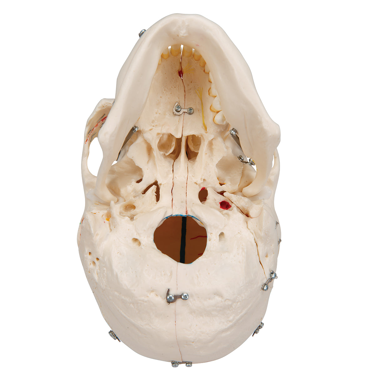 Deluxe Human Demonstration Dental Skull Model, 10 part - 3B Scientific A27, view 4