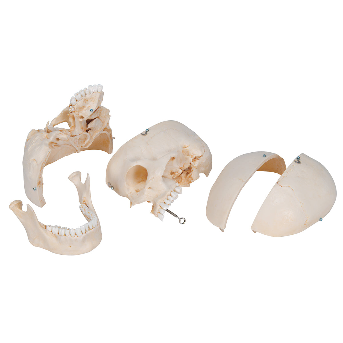 BONElike Human Bony Skull Model, 6 part - 3B Scientific A281, view 4