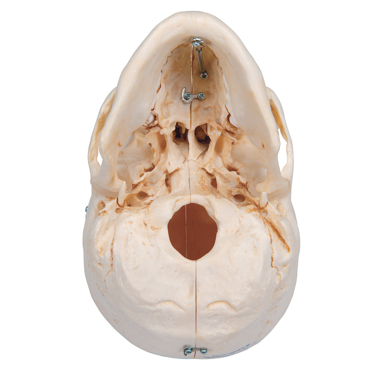 BONElike Human Bony Skull Model, 6 part - 3B Scientific A281, view 5