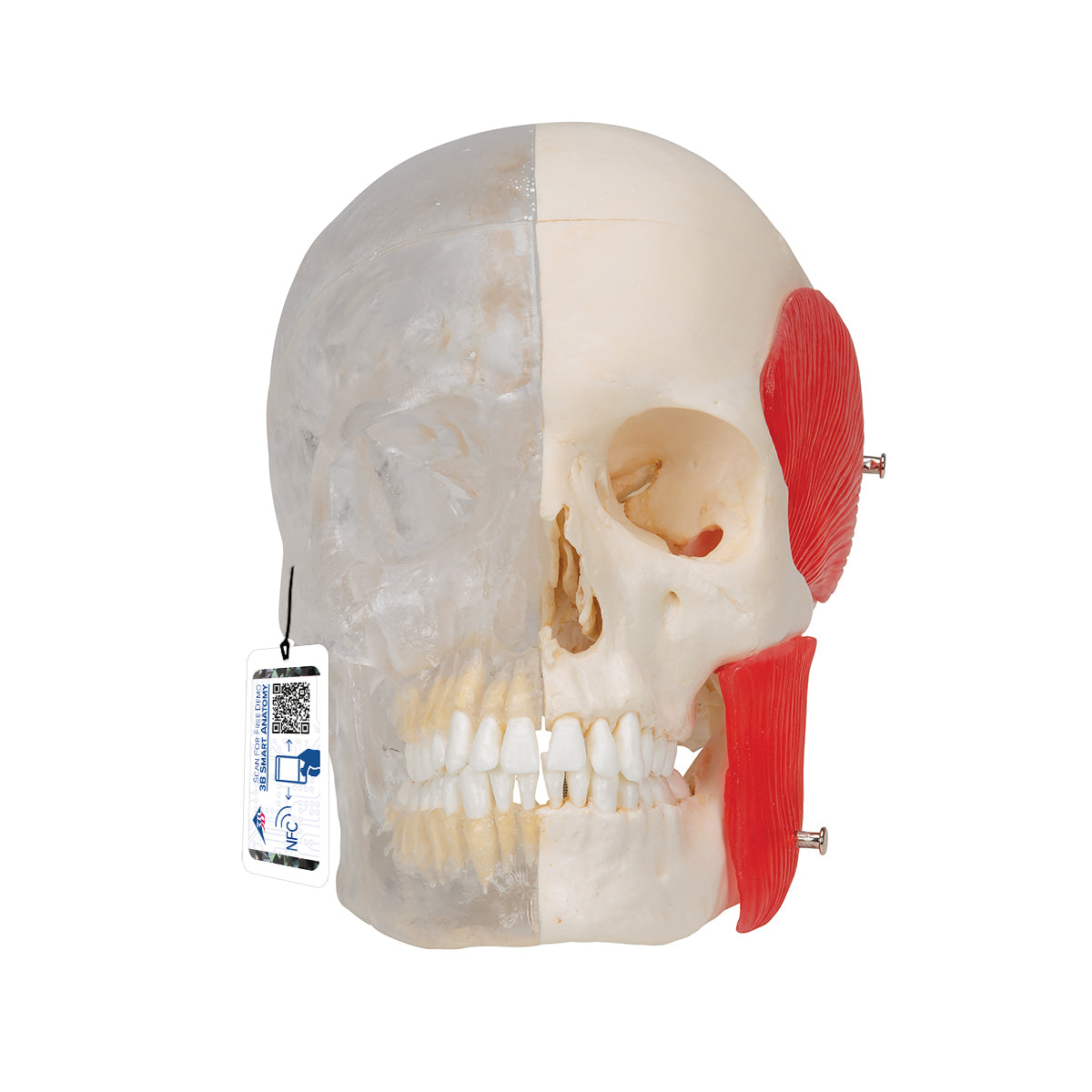 BONElike Human Skull Model, Half transparent and Half Bony, 8 part - 3B Scientific A282, view 8