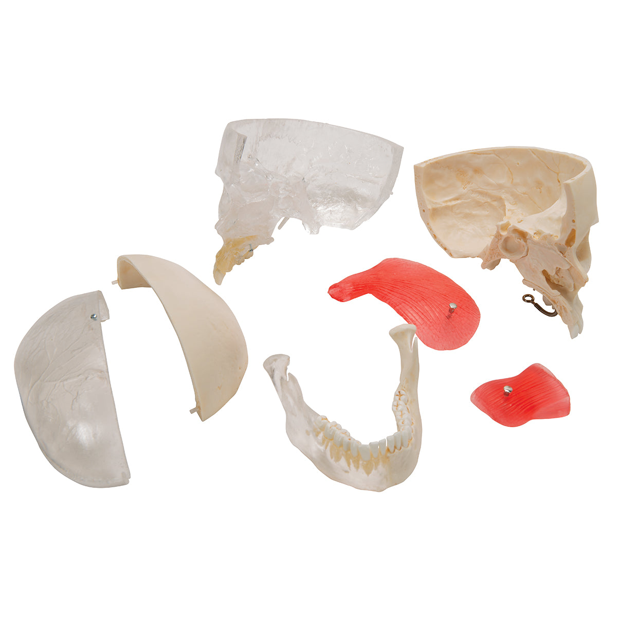BONElike Human Skull Model, Half transparent and Half Bony, 8 part - 3B Scientific A282, view 10