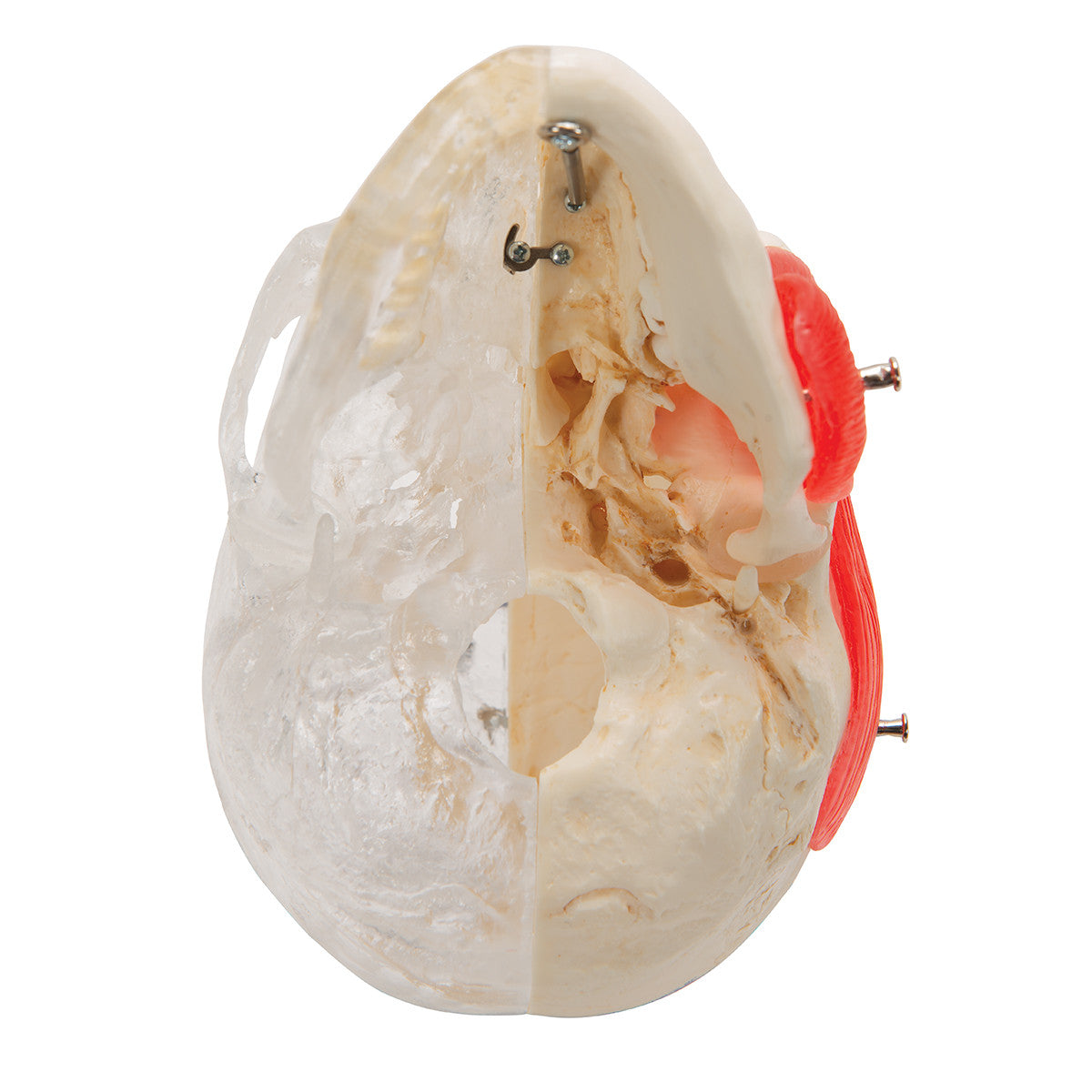 BONElike Human Skull Model, Half transparent and Half Bony, 8 part | 3B Scientific A282