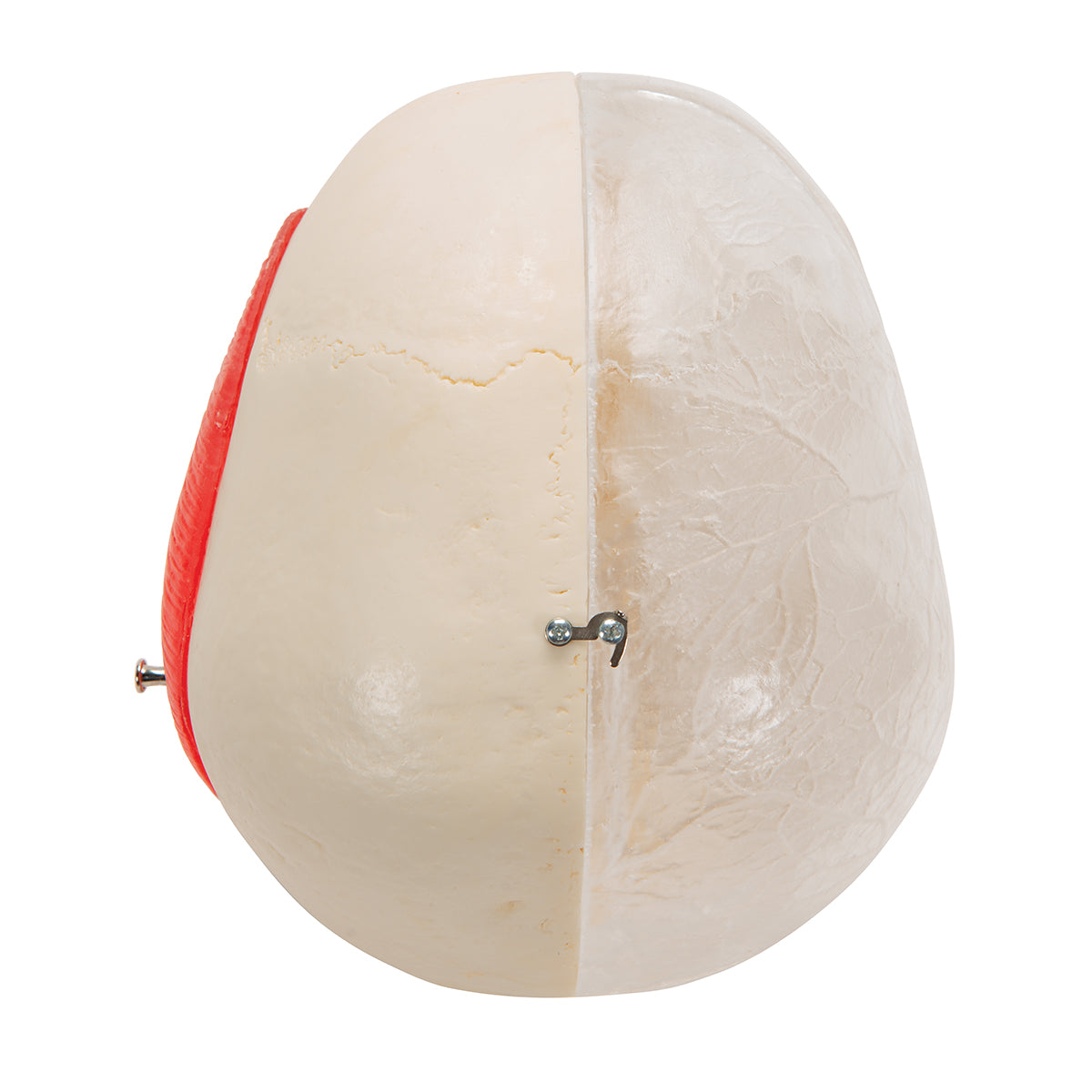 BONElike Human Skull Model, Half transparent and Half Bony, 8 part - 3B Scientific A282, view 12
