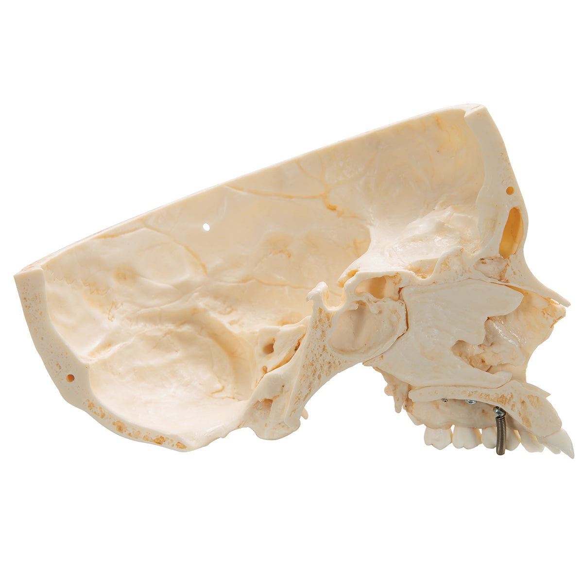 BONElike Human Skull Model, Half transparent and Half Bony, 8 part - 3B Scientific A282, view 13