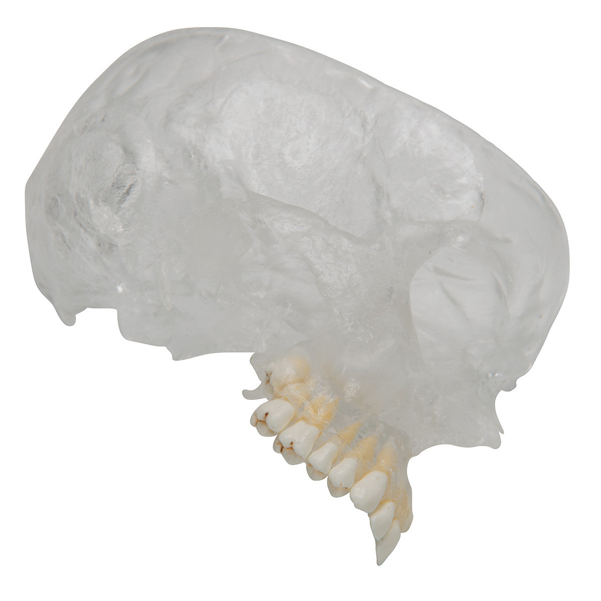 BONElike Human Skull Model, Half transparent and Half Bony, 8 part | 3B Scientific A282
