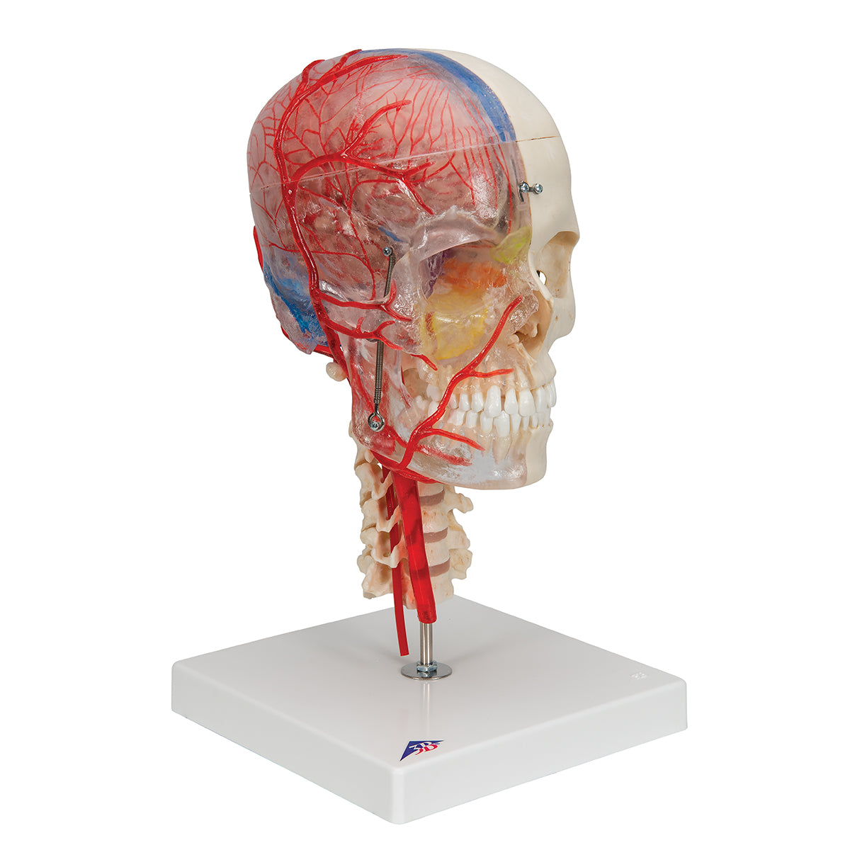 BONElike Human Skull Model, Half Transparent & Half Bony, Complete with Brain & Vertebrae - 3B Scientific A283, view 15