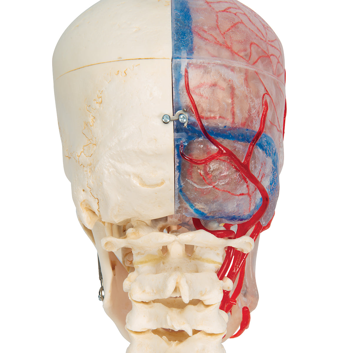 BONElike Human Skull Model, Half Transparent & Half Bony, Complete with Brain & Vertebrae - 3B Scientific A283, view 19