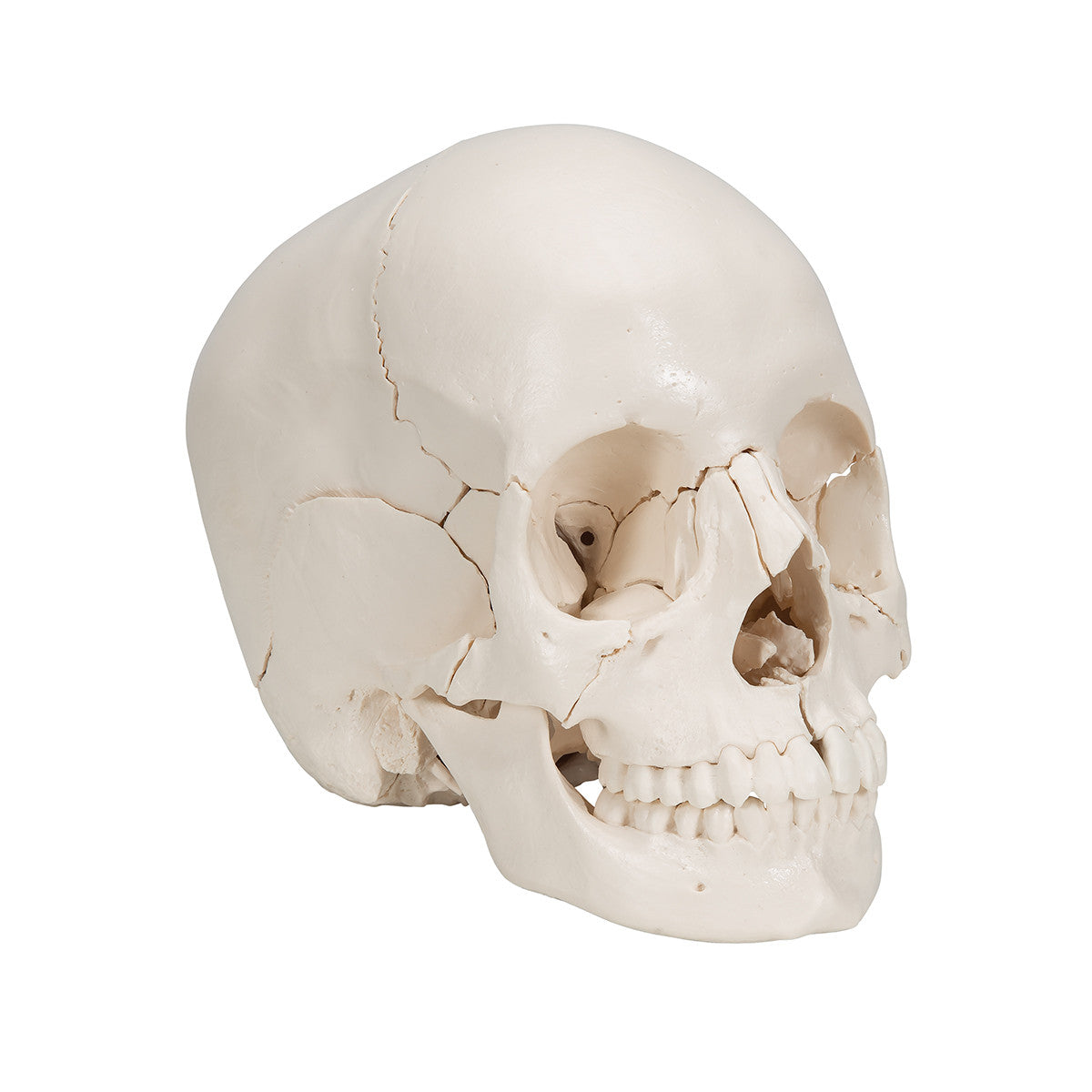 22-part Disarticulated Skull, Natural Bone Colour | 3B Scientific A290