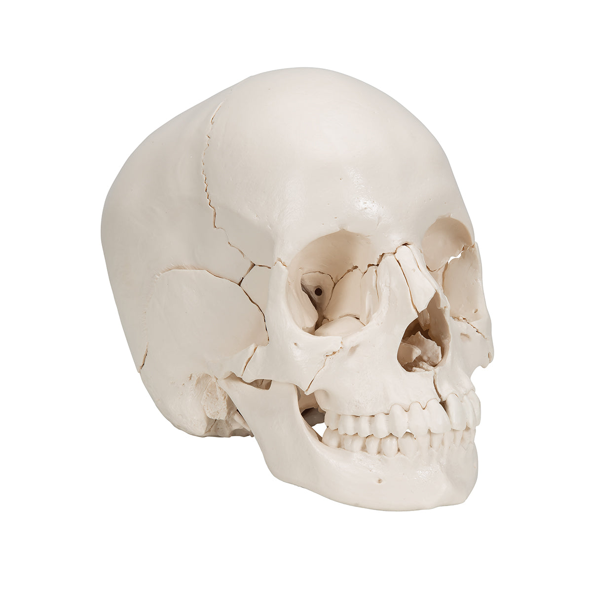 Beauchene Adult Human Skull Model, Bone Colored Version, 22 part - 3B Scientific A290, view 8