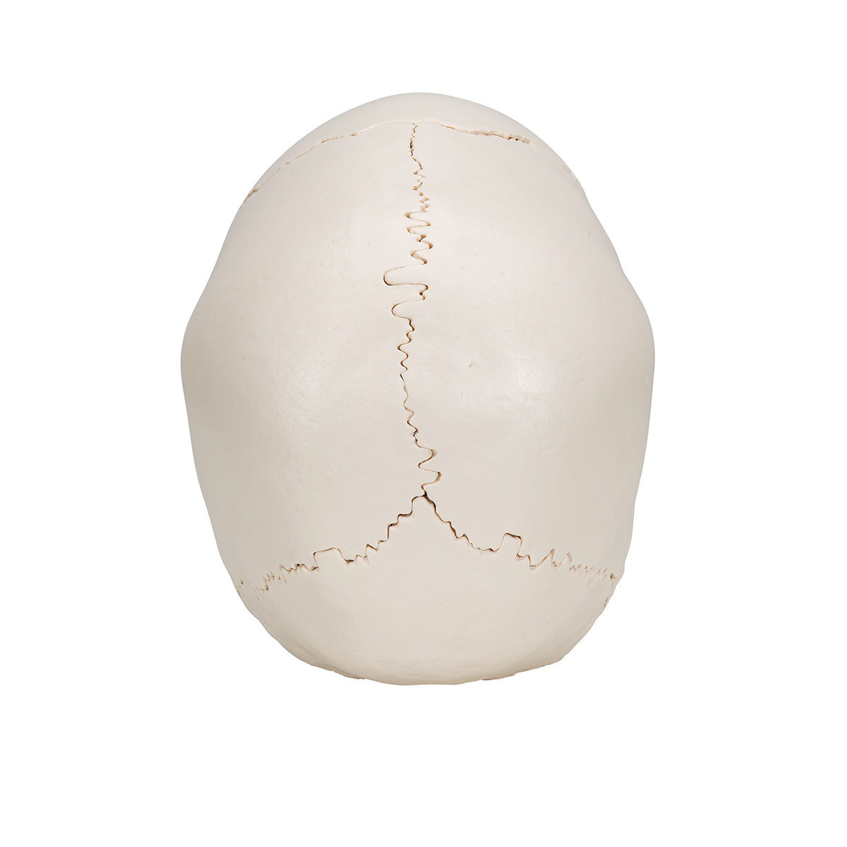 Beauchene Adult Human Skull Model, Bone Colored Version, 22 part - 3B Scientific A290, view 10