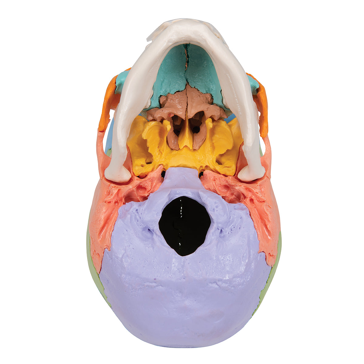 Beauchene Adult Human Skull Model, Didactic Colored Version, 22 part - 3B Scientific A291, view 12