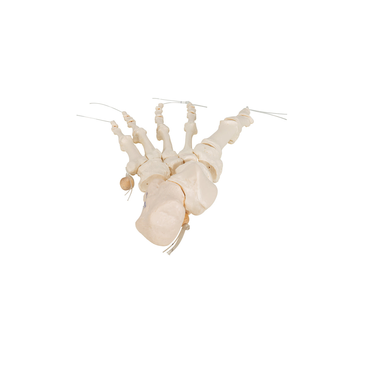 Foot Skeleton on nylon