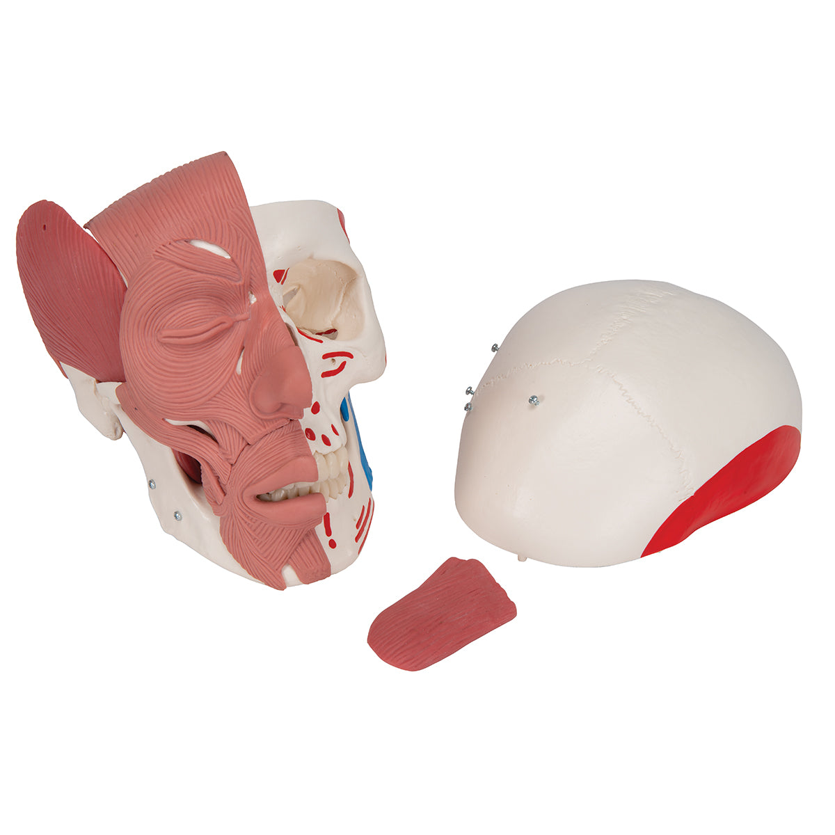 Human Skull with Facial Muscles