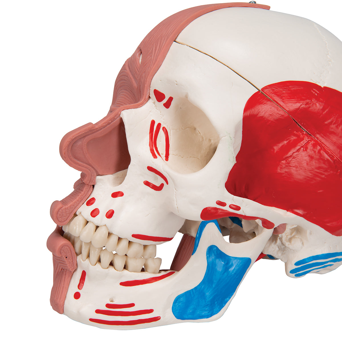 Human Skull with Facial Muscles
