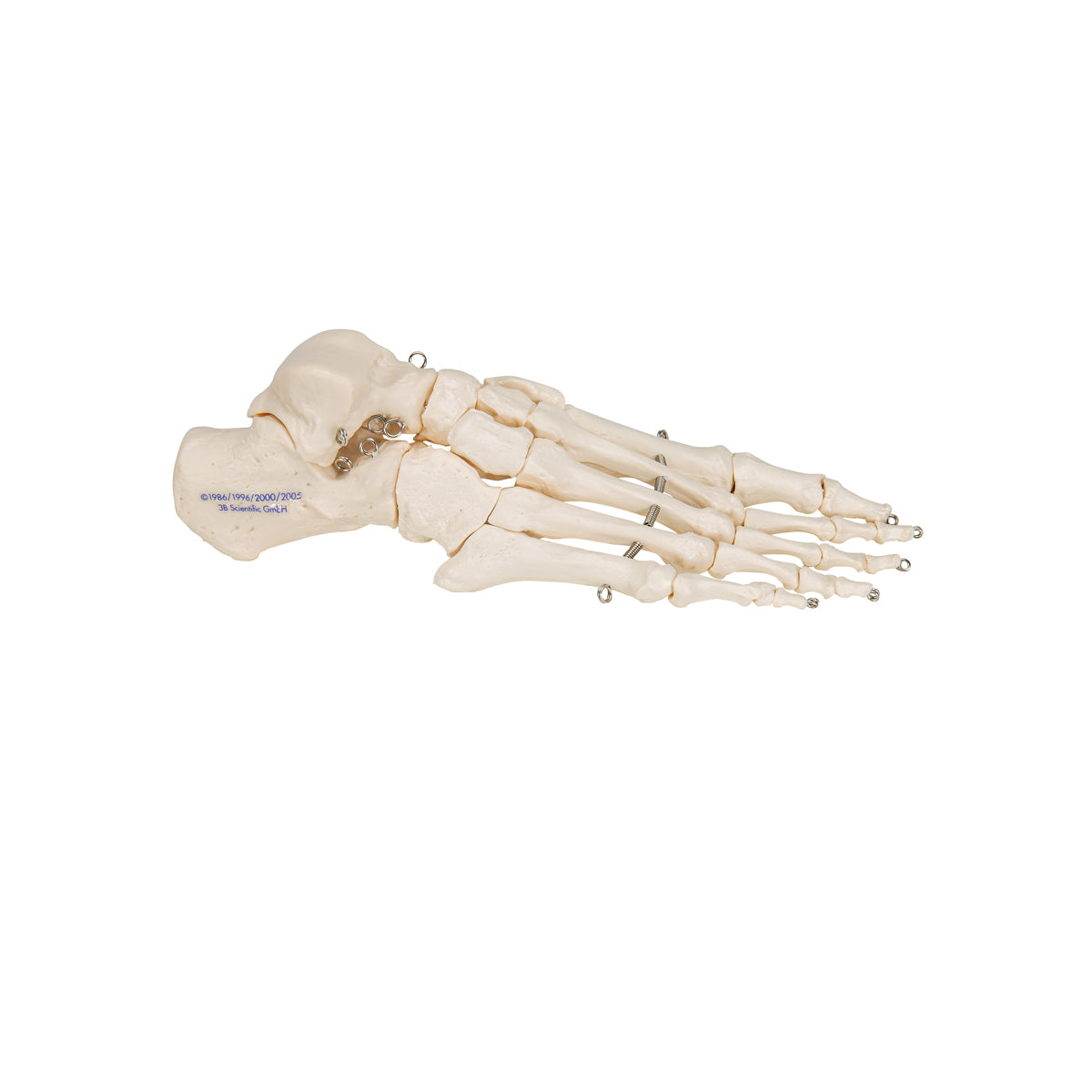 Foot Skeleton - 3B Scientific A30, view 10