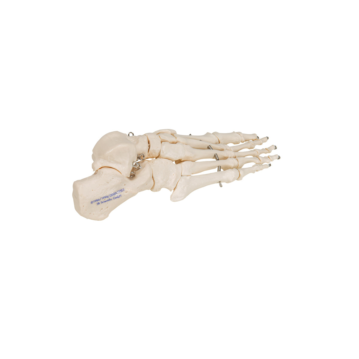 Foot Skeleton - 3B Scientific A30, view 11
