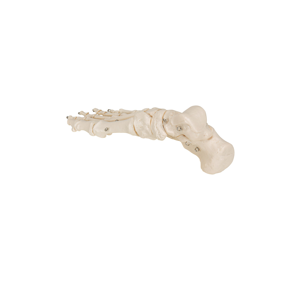 Foot Skeleton - 3B Scientific A30, view 13