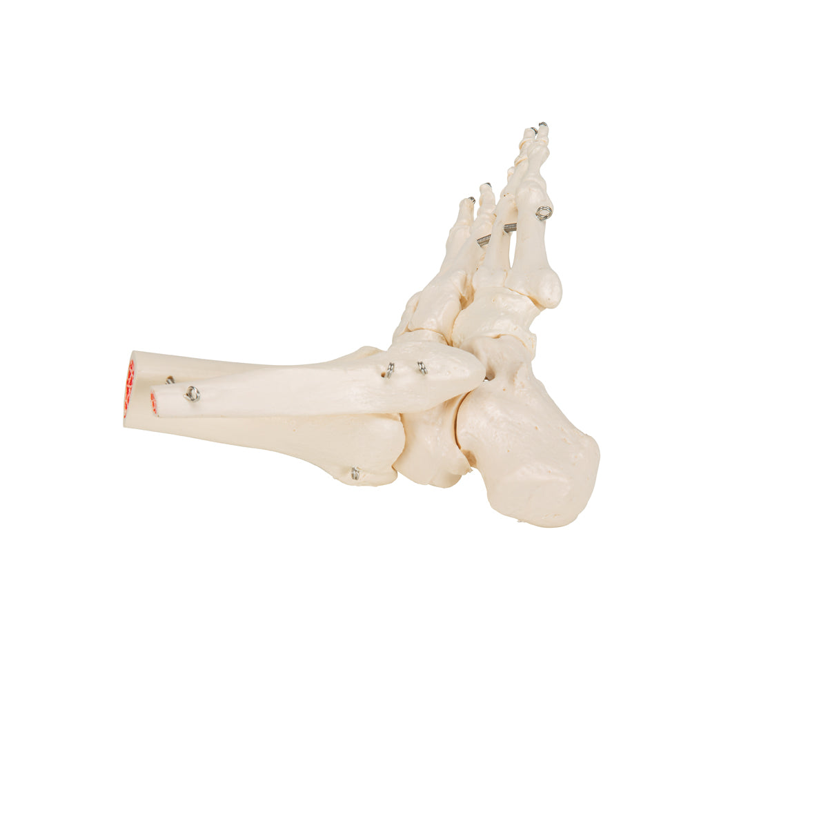Human Foot & Ankle Skeleton, Wire Mounted