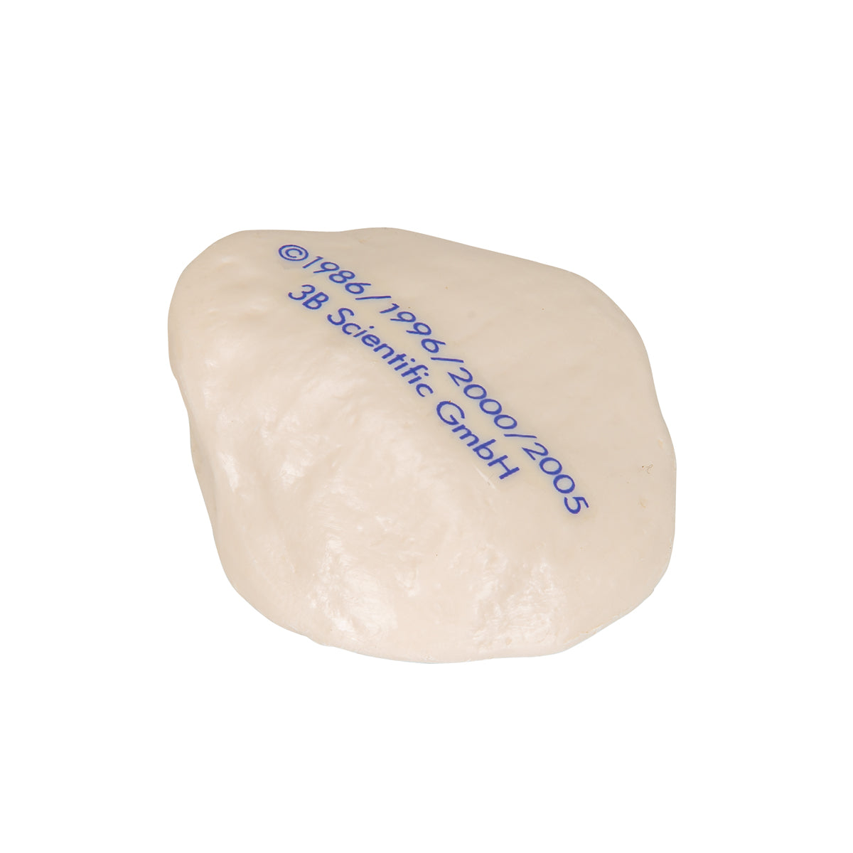 Patella