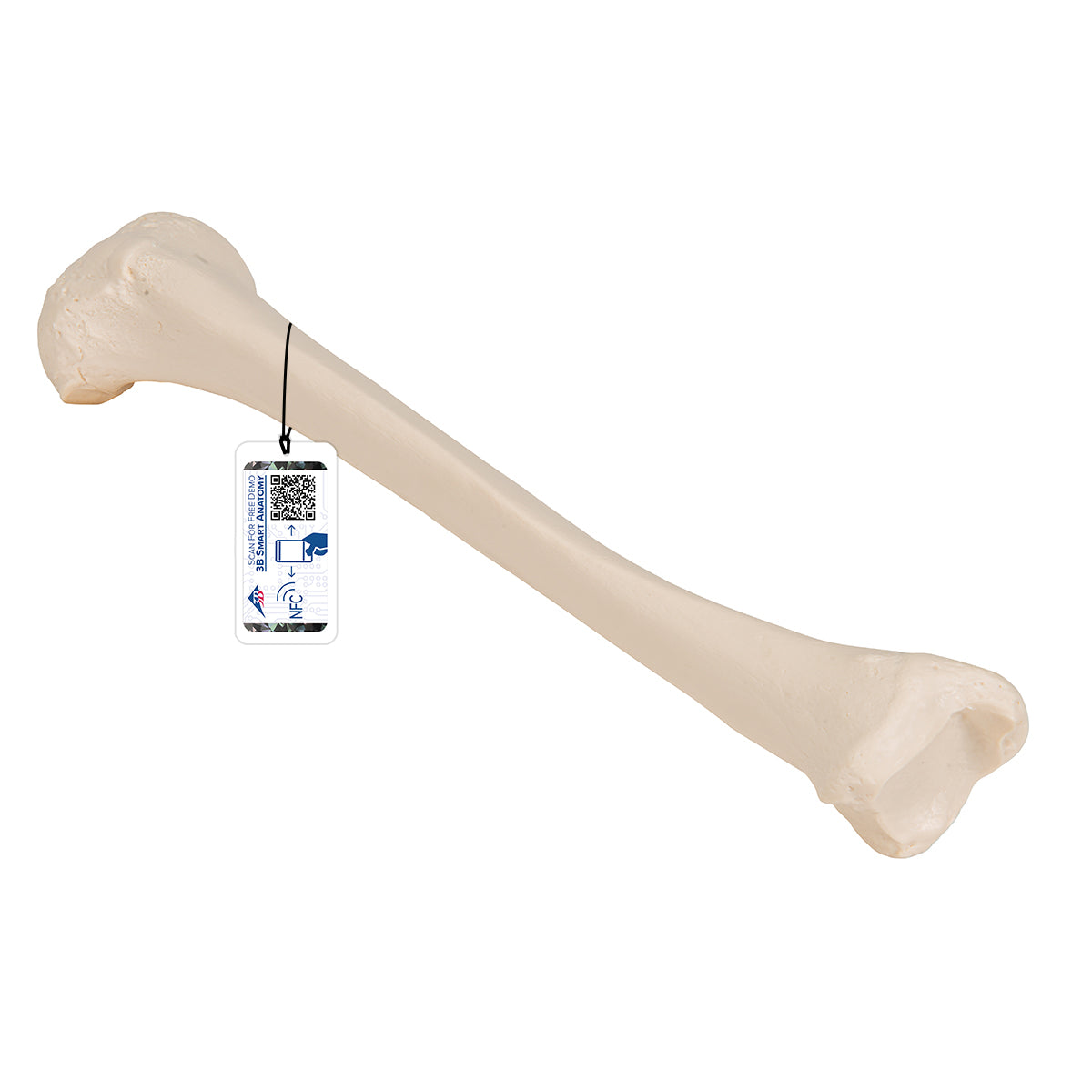 Human Tibia Model A35/3 — 3B Scientific | Candent Canada