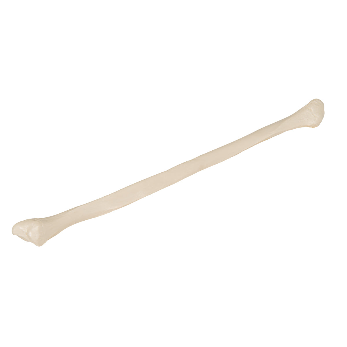 Human Fibula Model