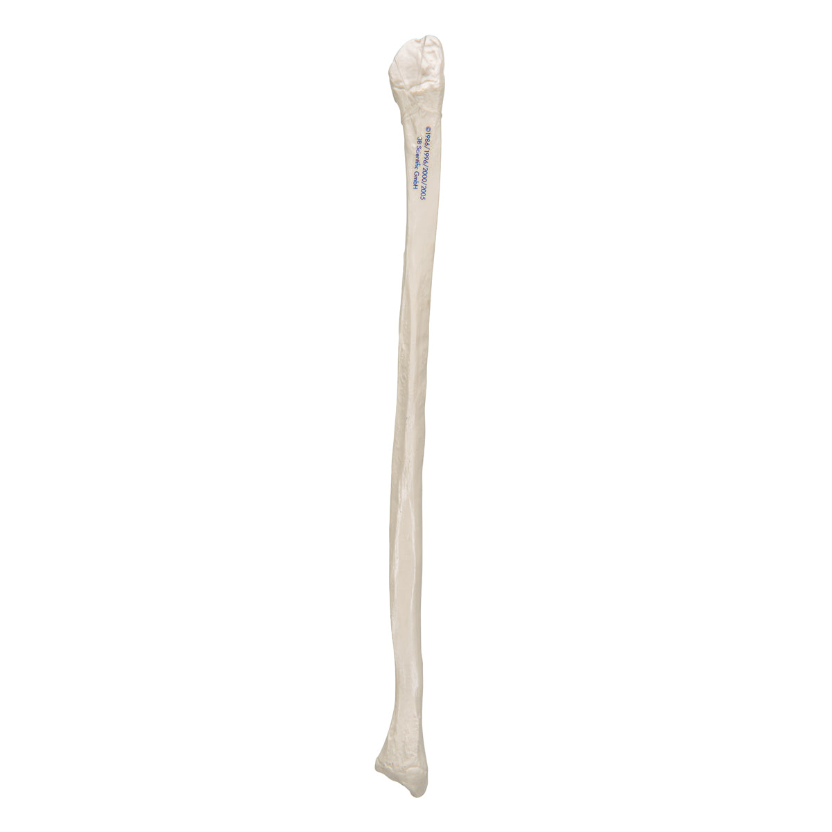 Human Fibula Model