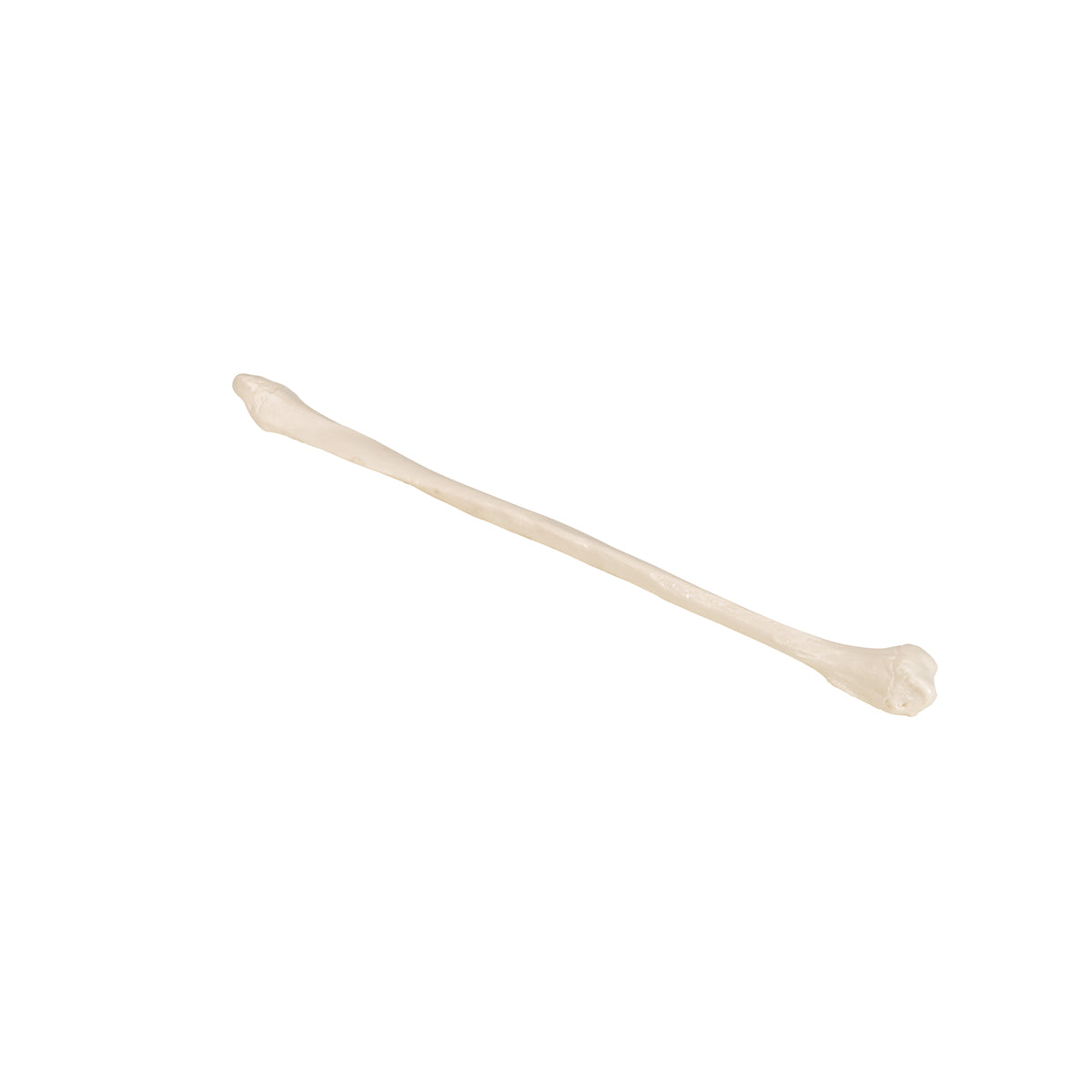 Human Fibula Model