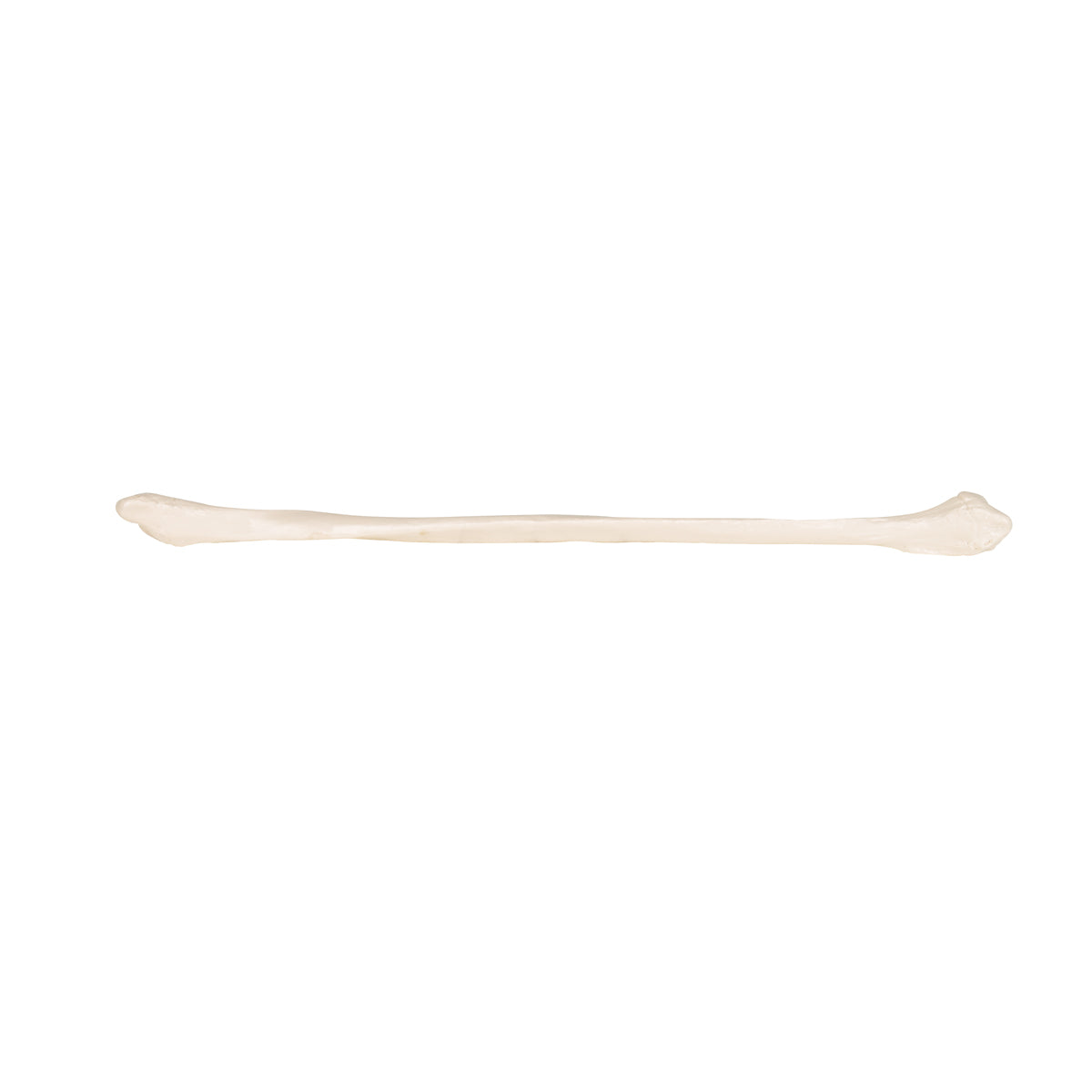 Human Fibula Model