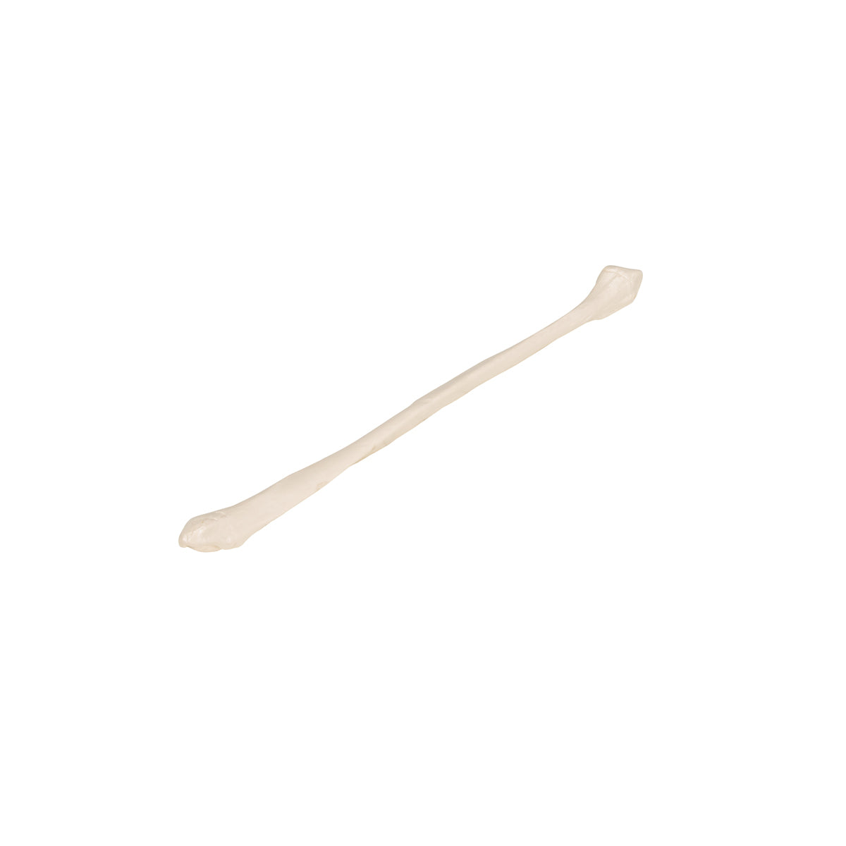 Human Fibula Model