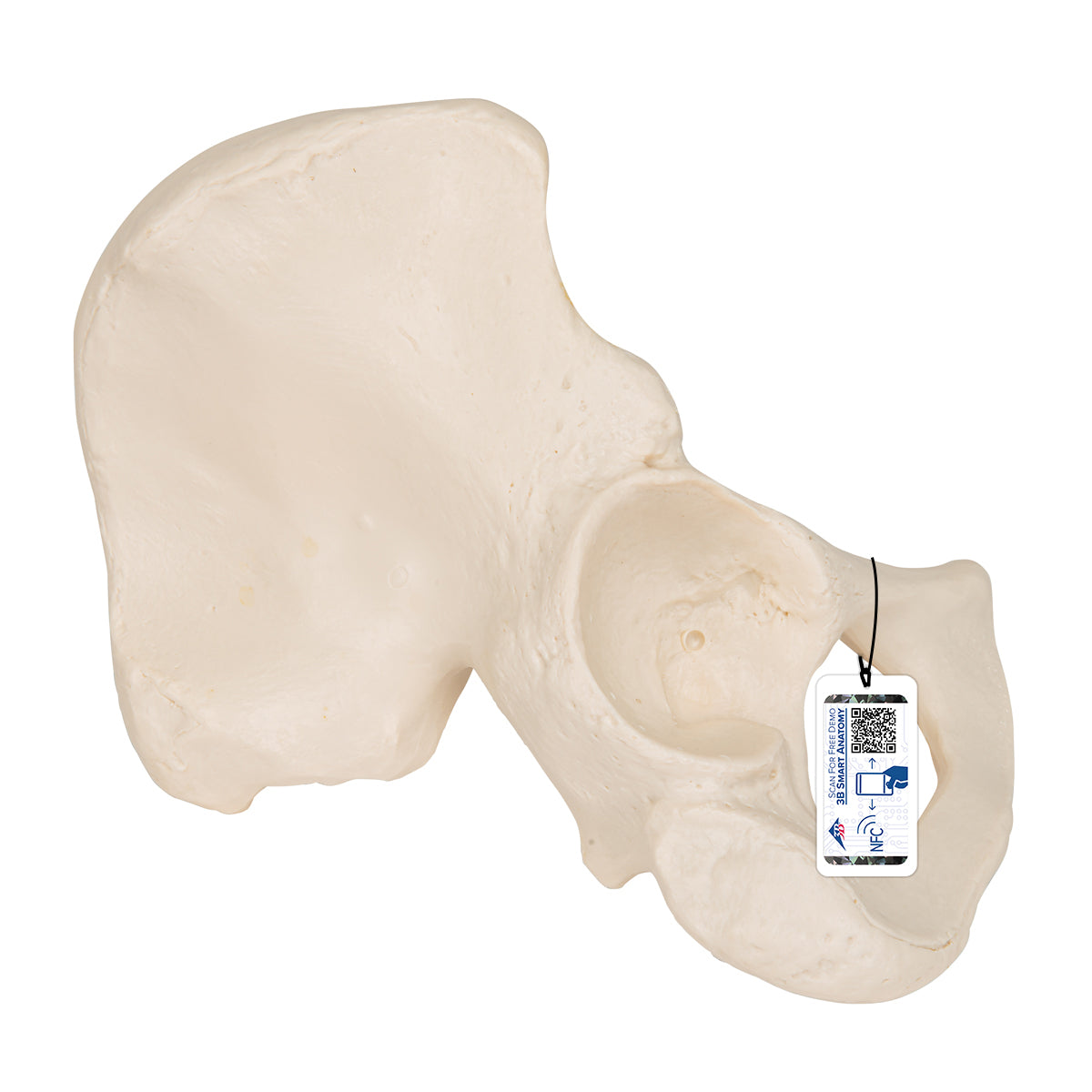 Human Hip Bone Model A35/5 — 3B Scientific | Candent Canada