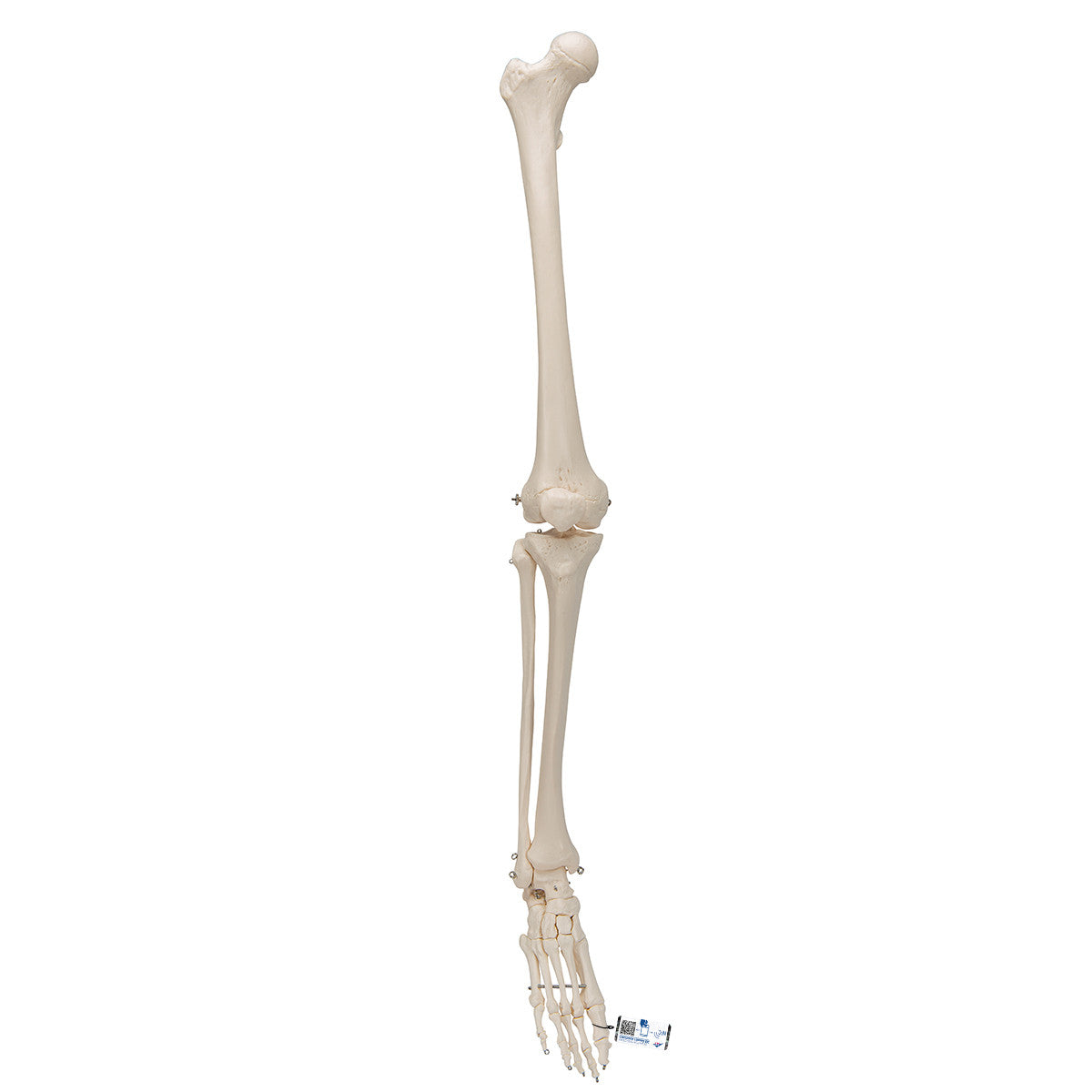 Leg Skeleton | 3B Scientific A35