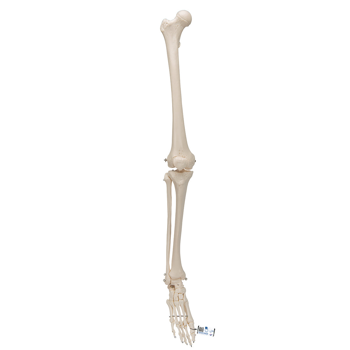 Leg Skeleton - 3B Scientific A35, view 8