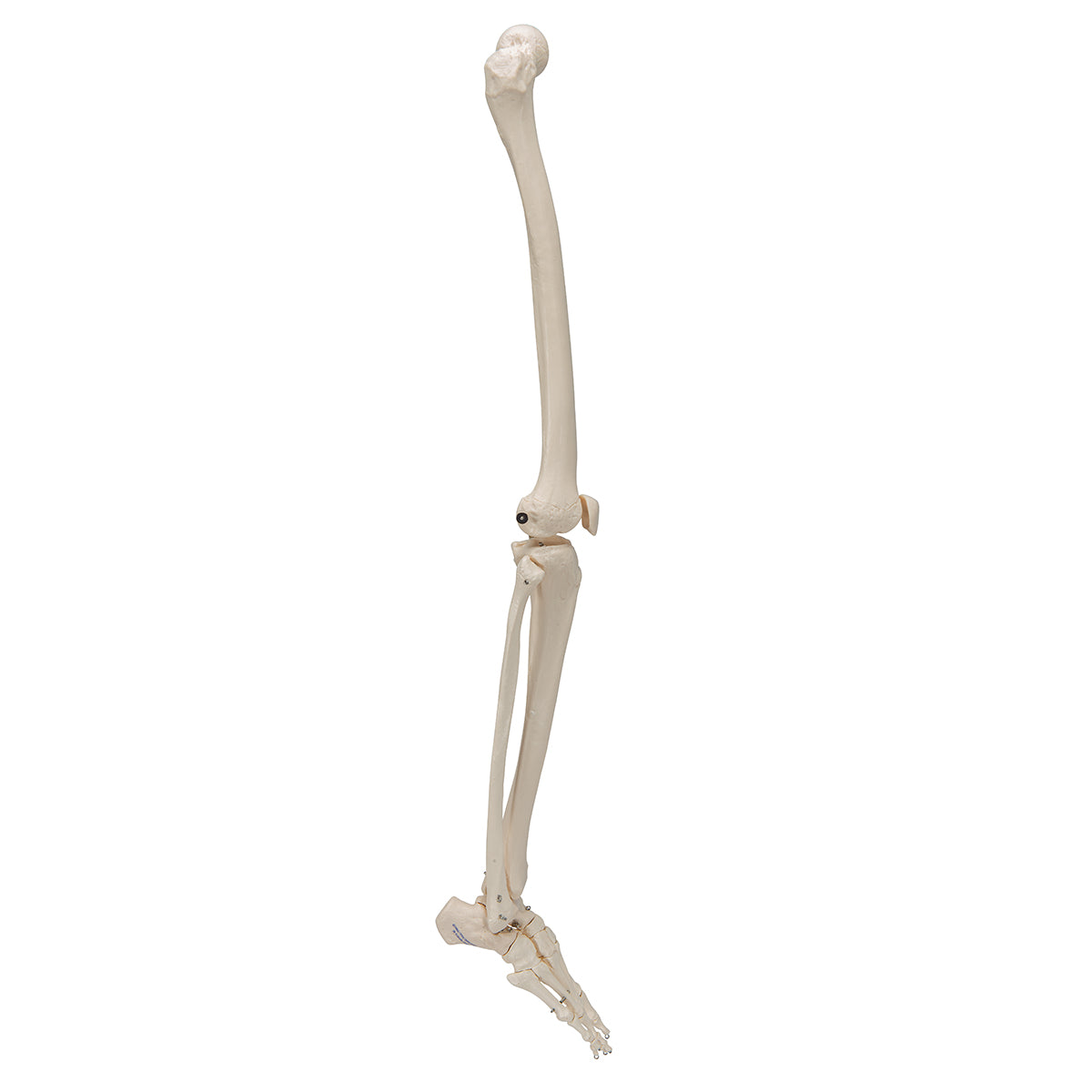Leg Skeleton - 3B Scientific A35, view 9