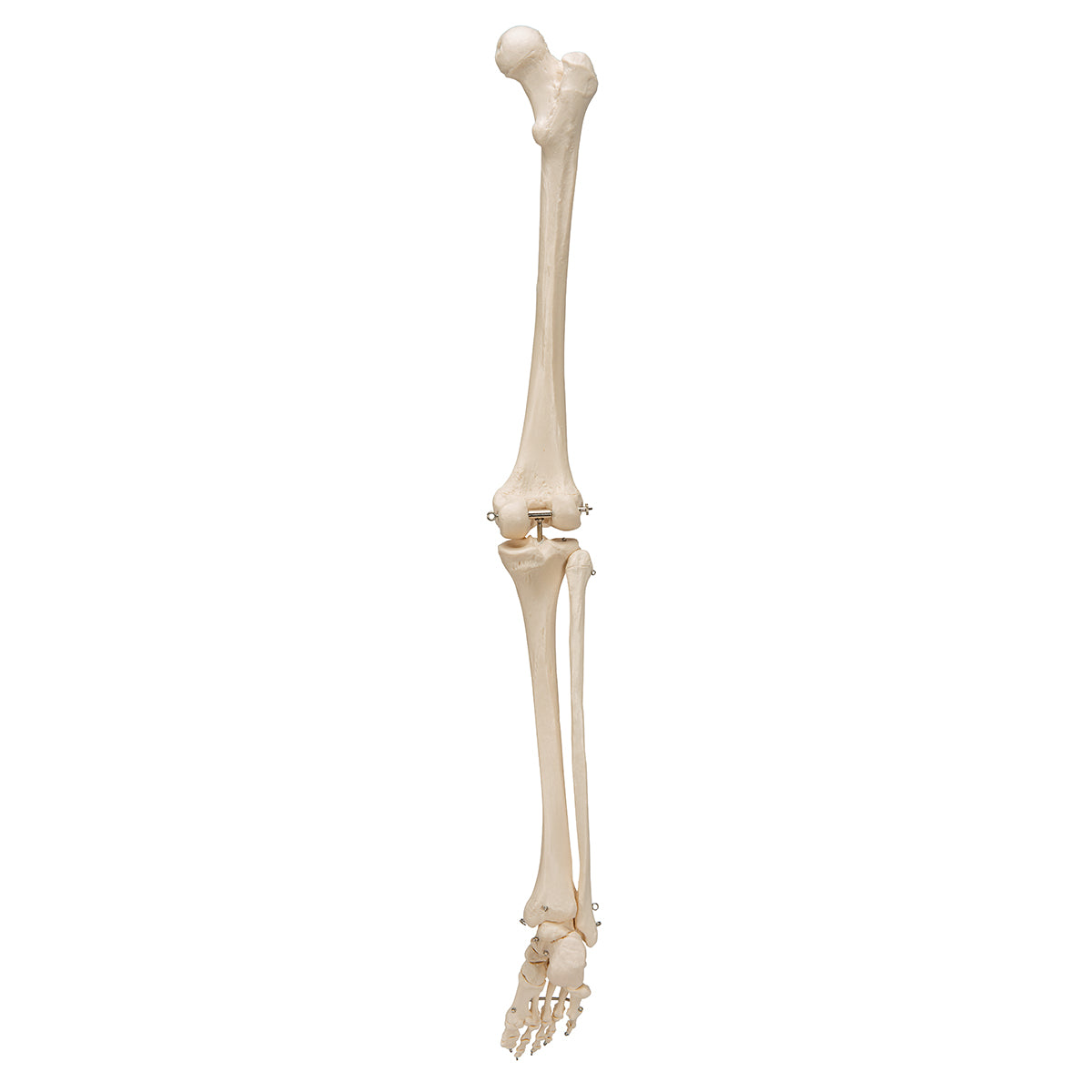 Leg Skeleton - 3B Scientific A35, view 10