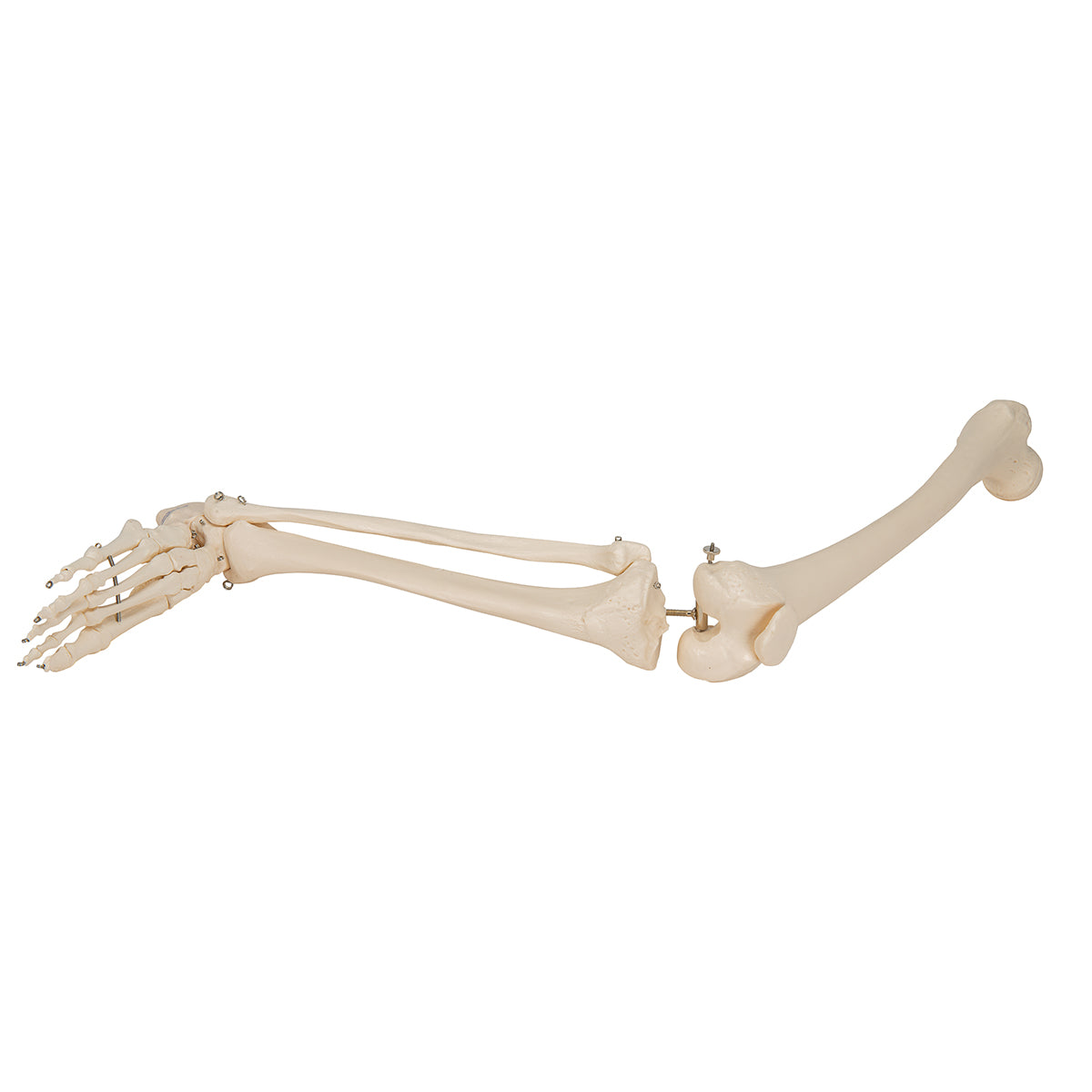 Leg Skeleton - 3B Scientific A35, view 13