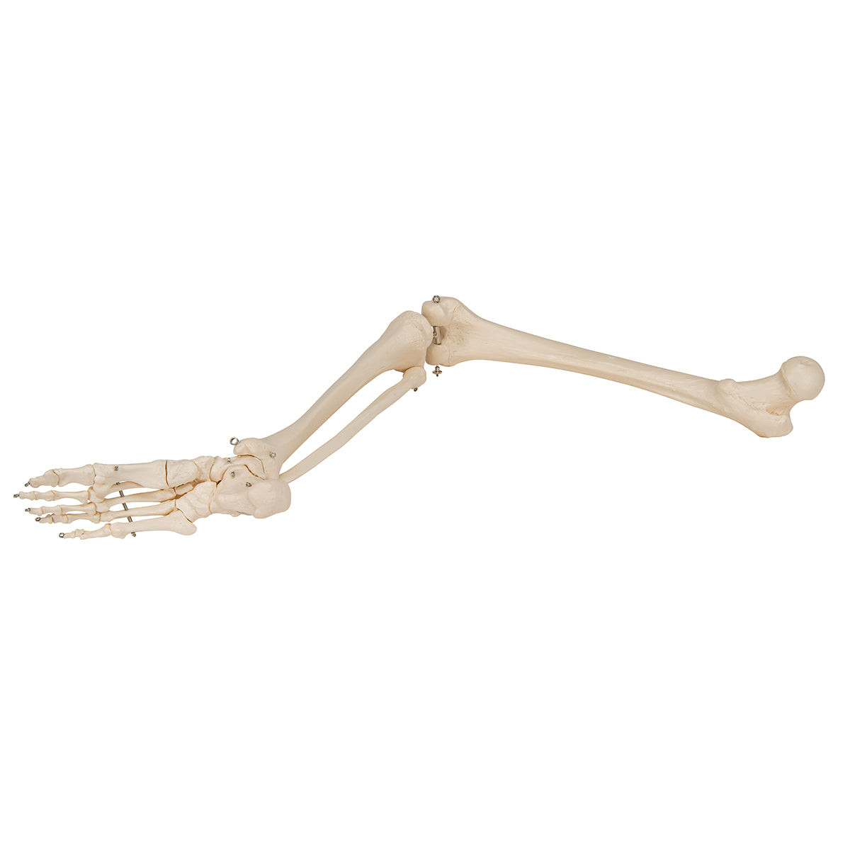 Leg Skeleton - 3B Scientific A35, view 14