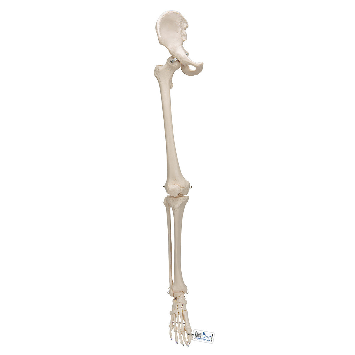 Leg Skeleton with Hip Bone | 3B Scientific A36