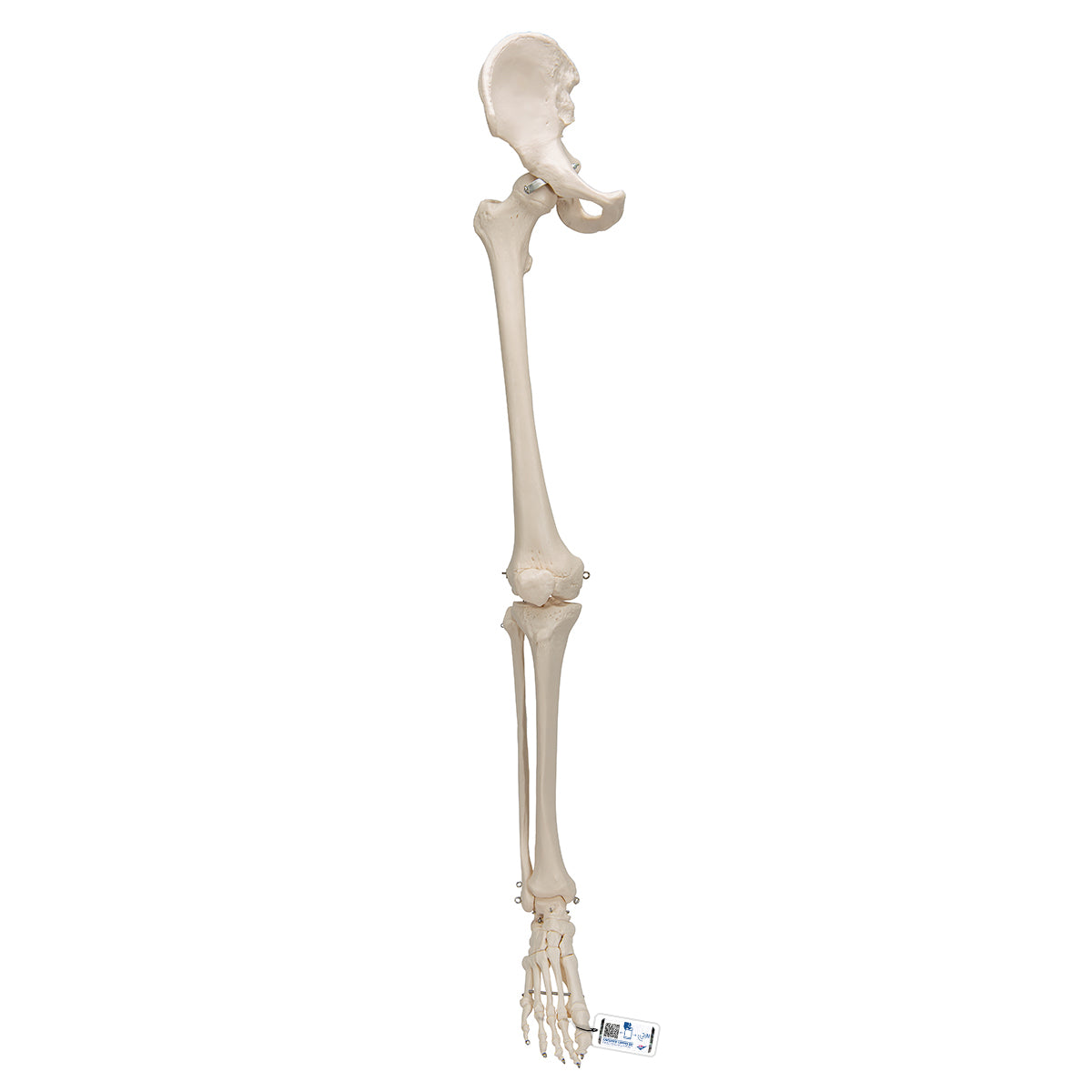 Leg Skeleton with Hip Bone - 3B Scientific A36, view 6