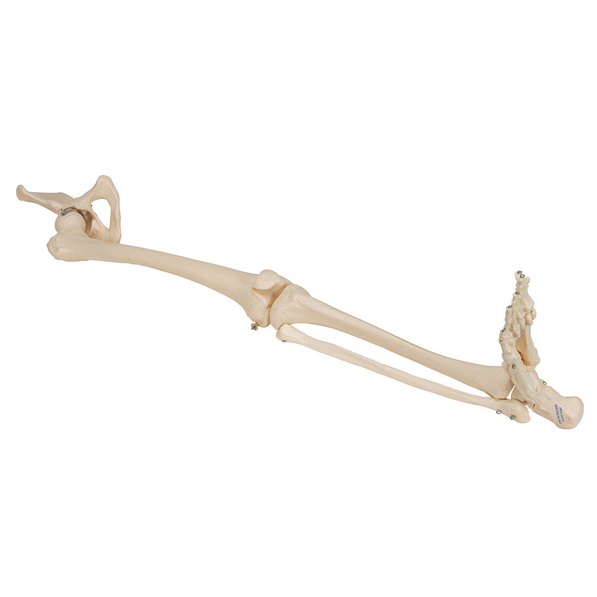Leg Skeleton with Hip Bone | 3B Scientific A36
