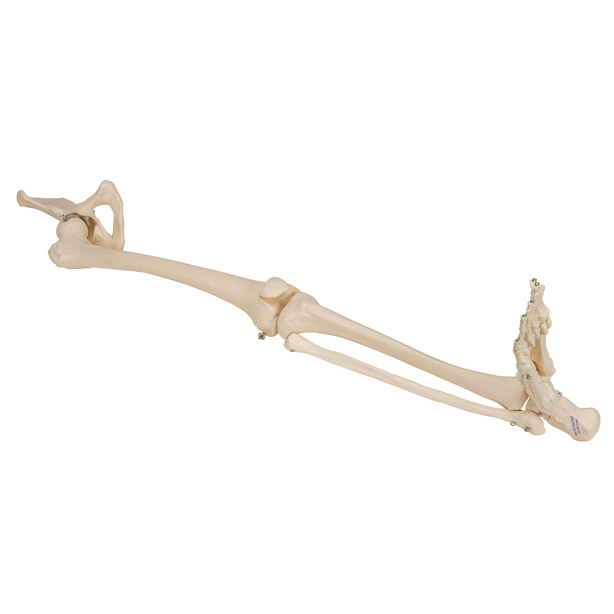 Leg Skeleton with Hip Bone - 3B Scientific A36, view 7