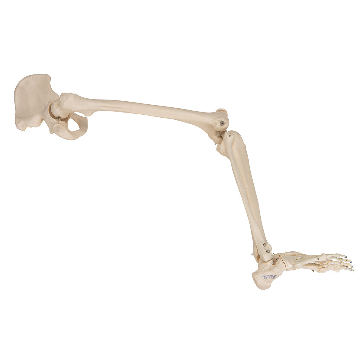 Leg Skeleton with Hip Bone | 3B Scientific A36