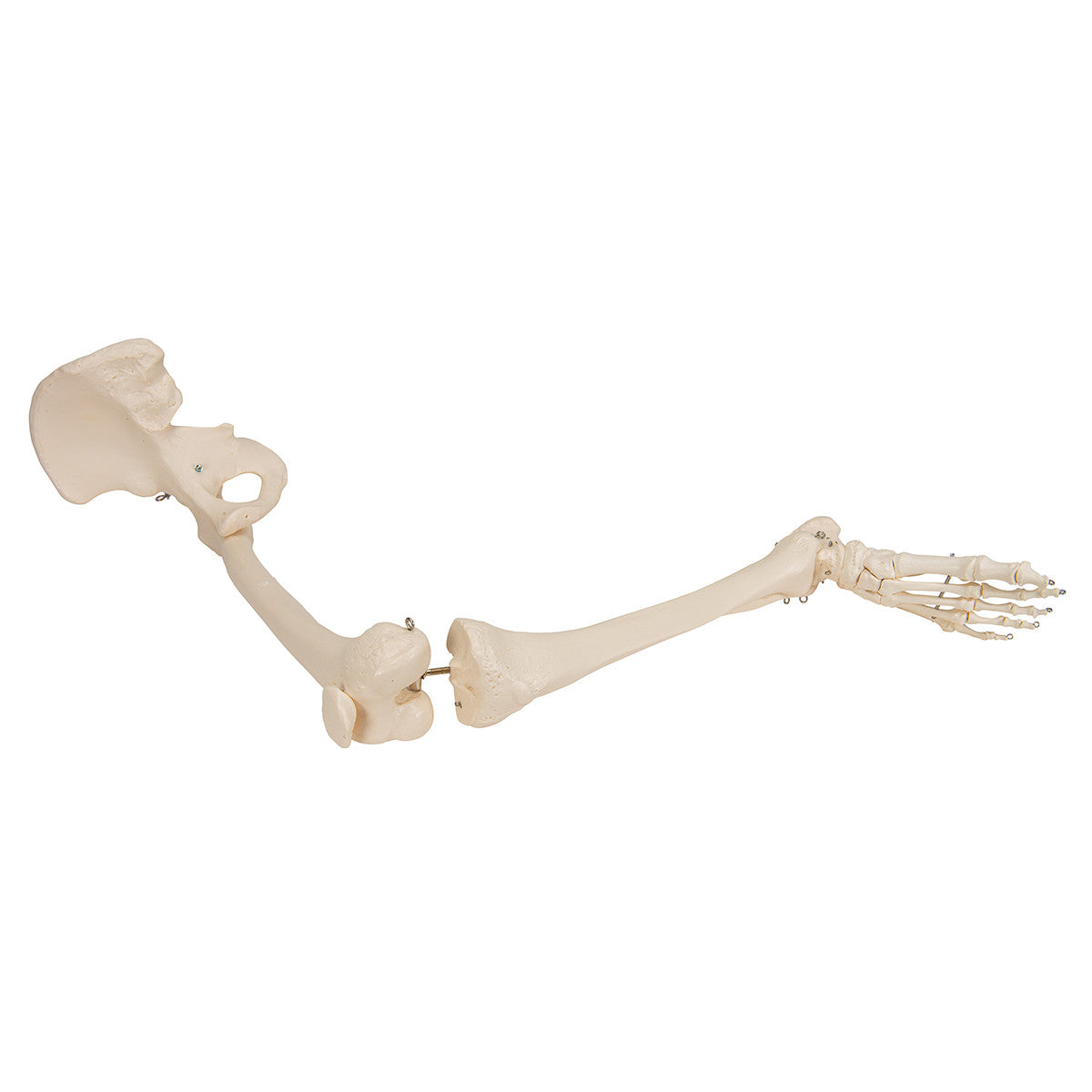 Leg Skeleton with Hip Bone | 3B Scientific A36