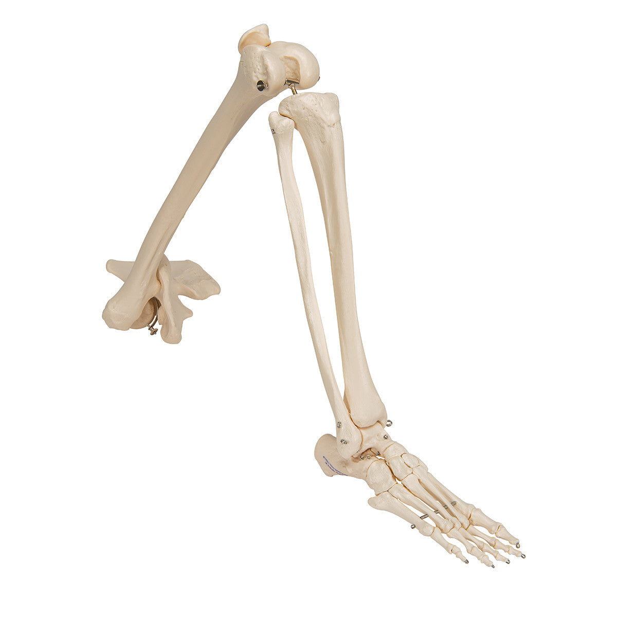 Leg Skeleton with Hip Bone | 3B Scientific A36