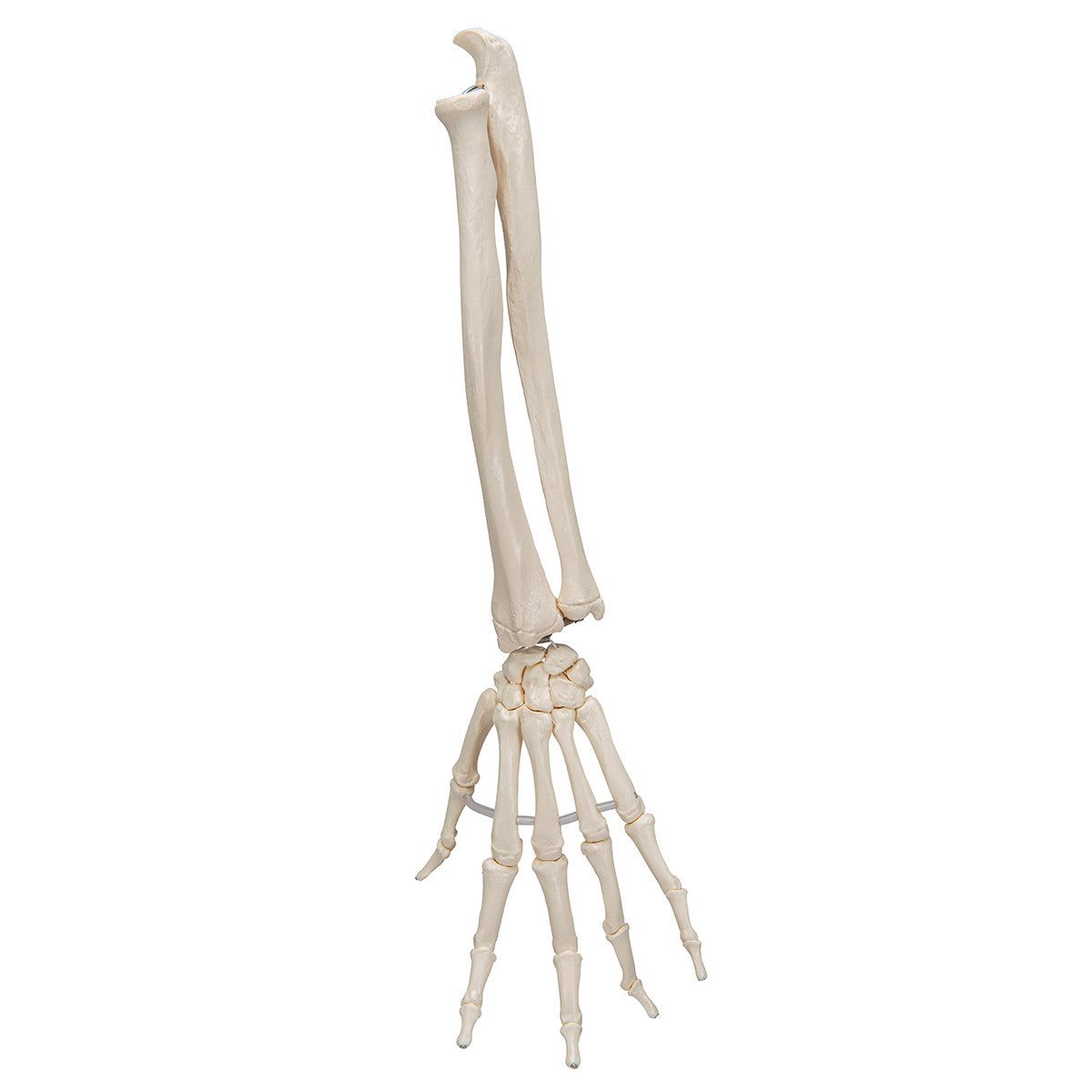 Flexible Hand Skeleton with Lower Arm