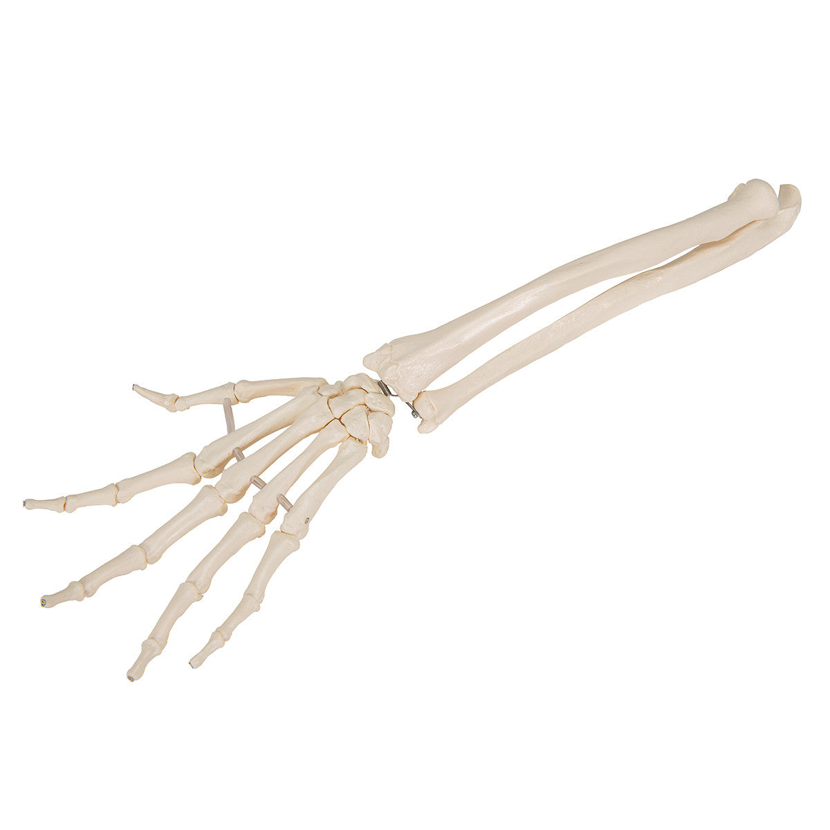 Hand Skeleton with lower arm