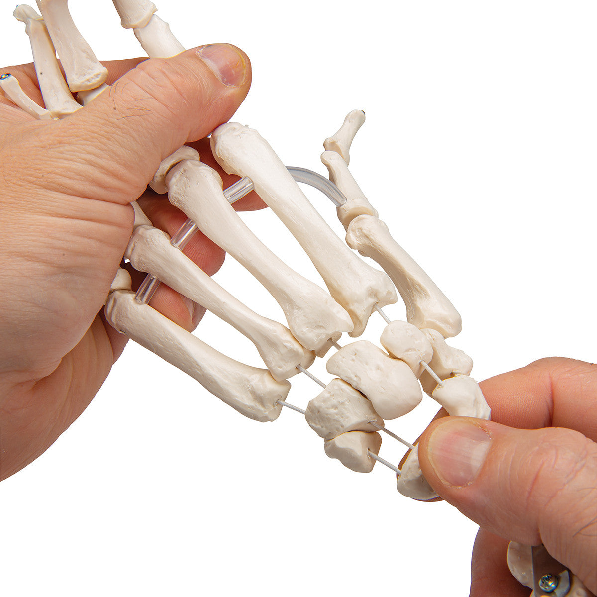 Flexible Hand Skeleton with Lower Arm