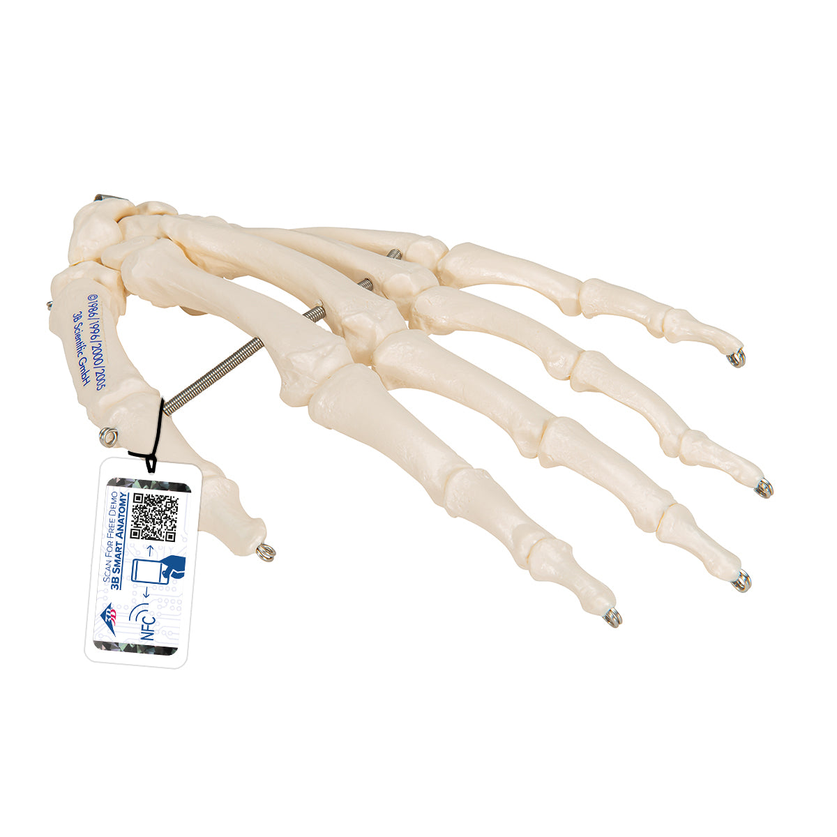 Hand Skeleton
